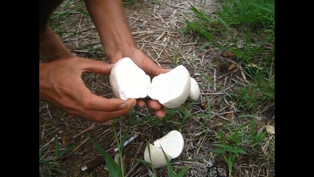 Calvatia lilacina смотреть онлайн