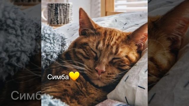 #имена#для#котов#мальчик#имя смотреть онлайн