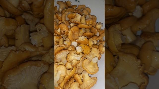 Грибы Лисички 😊