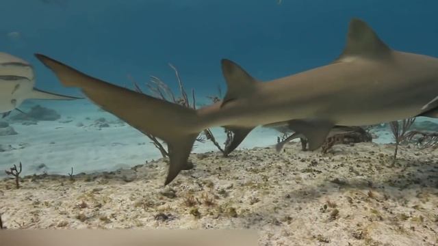 СТАЯ СОБАК РАЗРЫВАЕТ МАШИНУ НА КУСОЧКИ В ПОИСКАХ КОТА смотреть онлайн