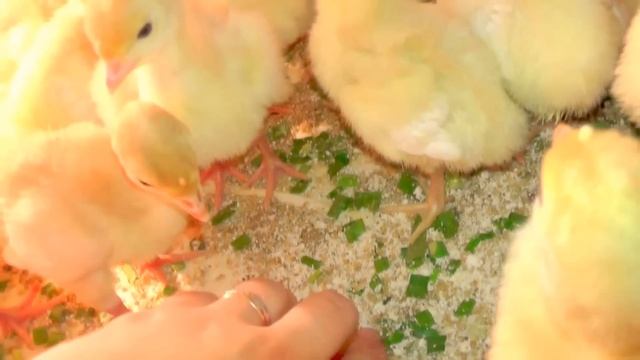 Индюшата БИГ6 / уход / содержание / кормление / индюки тяжелый кросс БИГ-6