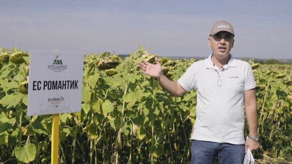 Перспективные гибриды подсолнечника от компании Euralis для пензенской области