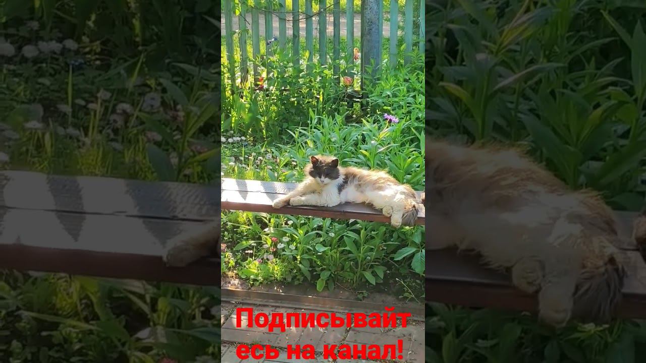 Барсик и Солнышко! смотреть онлайн