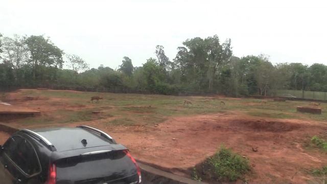 САФАРИ-ПАРК ДУНШАНЬ (Dongshan Safari Park, Hainan, China). Part 2 смотреть онлайн