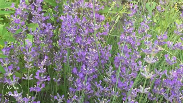Безумно Красивая Музыка Сергея Чекалина 🌸 ИЮНЬ смотреть онлайн