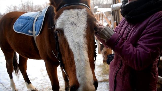 КУПИЛИ ДОМ В ДЕРЕВНЕ. ПРИУЧАЕМ МОЛОДУЮ ЛОШАДЬ ХОДИТЬ В УПРЯЖИ. смотреть онлайн