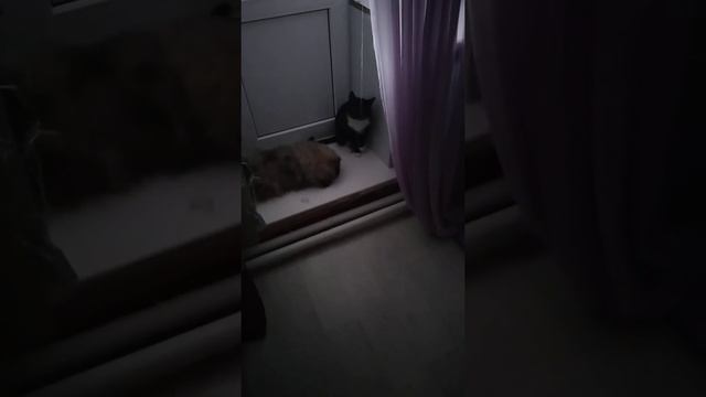 Пекинес и кот. Живут как кошка с 🐶 собакой смотреть онлайн