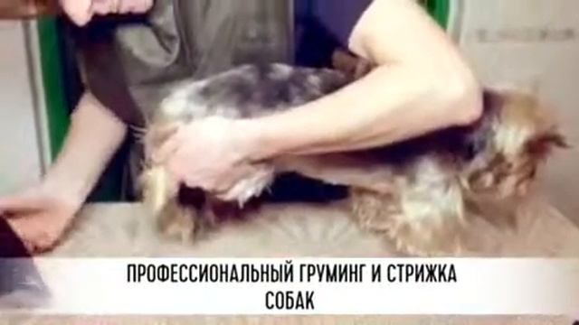 Зооцентр "Лапки и Ушки". Стрижка и груминг. смотреть онлайн