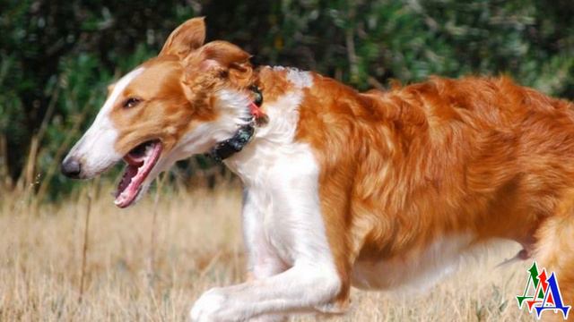 ЖИВУЩИЕ в НОЧИ 10. «Что может быть лучше одной борзой? Только две!»