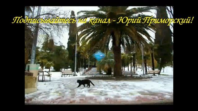 Подарю Йорка только в хорошие руки! смотреть онлайн