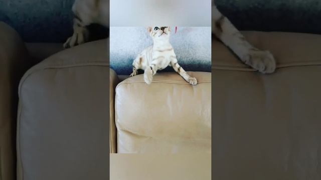 Новый питомец/ бенгальский котенок/ снежный бенгал/ привезли из Энгельса/ Пенза смотреть онлайн