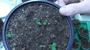 Ахименес. Правильная прищипка.