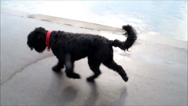 Фортуна после стрижки смотреть онлайн