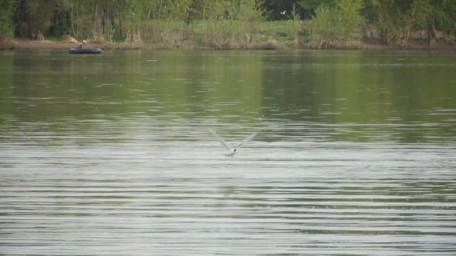 Чайки гонятся за блесной во время жерехового боя смотреть онлайн