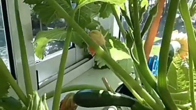 Кабачки на балконе. смотреть онлайн