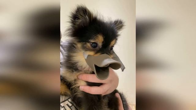 Мстер Шпиц (Лев) смотреть онлайн