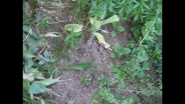 Клематис зацвел/ Очень жарко!/ В огороде красота- все так и прет!