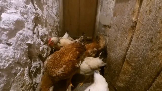 Кури "АДЛЕР сріблястий "; як підсилити молодняк до старих курей. ПТАХІВНИЦТВО ДЛЯ ПОЧАТКІВЦІВ. смотреть онлайн