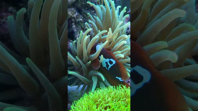 Elsa loving her anemone смотреть онлайн