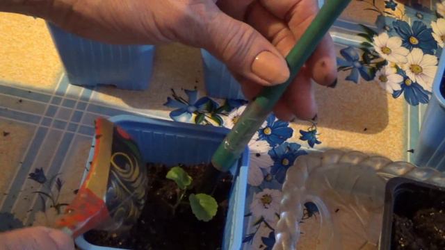 Пеларгония из семян. смотреть онлайн