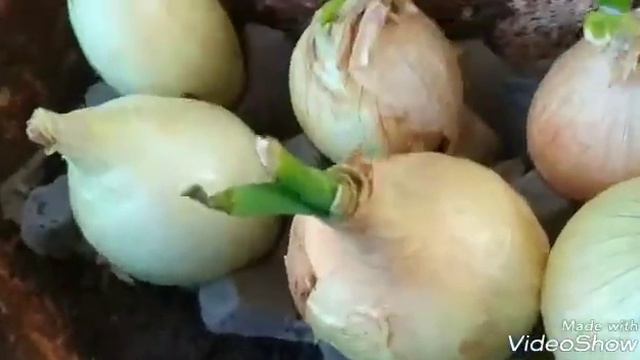 Как вырастить зелёный лук в домашних условиях смотреть онлайн