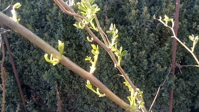 Роза без шипов | Rose without thorns смотреть онлайн