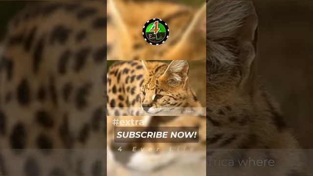 Serval Cat Exotic Animals in the World - #shorts #youtubeshorts смотреть онлайн