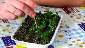 КАТАРАНТУС. Что делать с катарантусом после всходов?