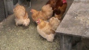 Кохинхин карликовый, Китайские шелковистые (пуховые) куры. 2017