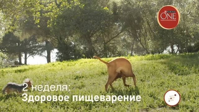 Изменения к лучшему за 21 день с Purina One®