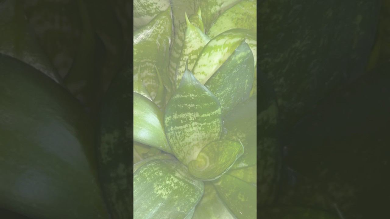 Пересадка ЩУЧЬЕГО ХВОСТА (сансевиерии) | Санса дала много МАЛЫШЕК | Пришла весна - РАСЦВЕТАЮТ САДЫ