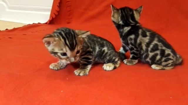 Бенгальские котята (питомник Aventinus Bengal Cattery)