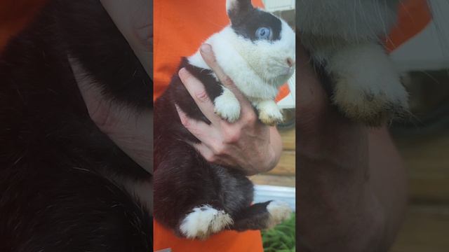 Стрижка когтей 🐰 смотреть онлайн