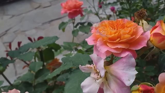 КРАСИВО ЦВЕТУТ 19 сортов РОЗ! смотреть онлайн