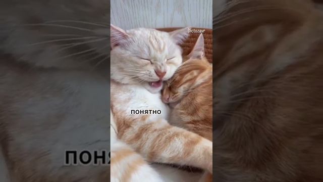Котомысли смотреть онлайн