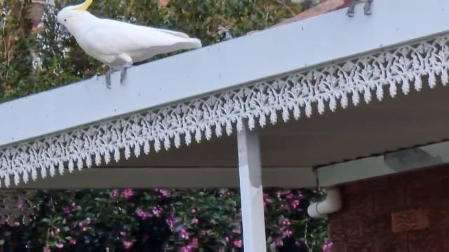 Попугаи в Австралии ,как кони :-) Ходят по крыше и стучат копытами :-) Элла Австралия смотреть онлайн