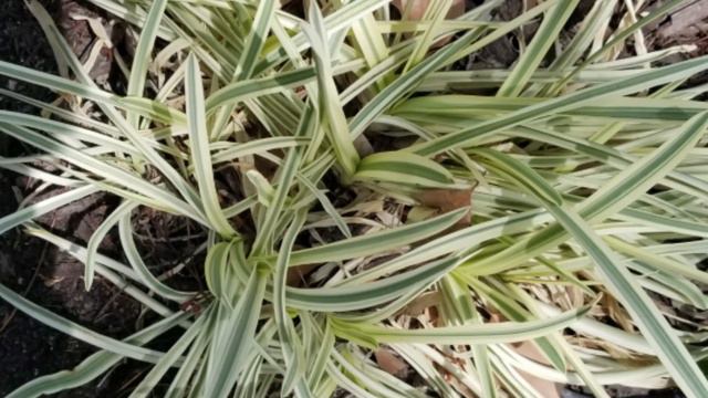 The Amazing Agapanthus смотреть онлайн