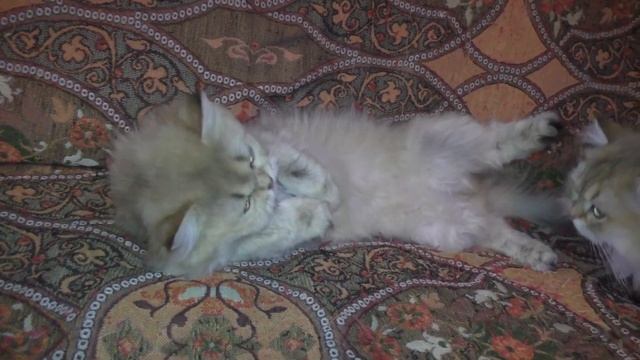 Хватит кормить котенка, он уже большой смотреть онлайн