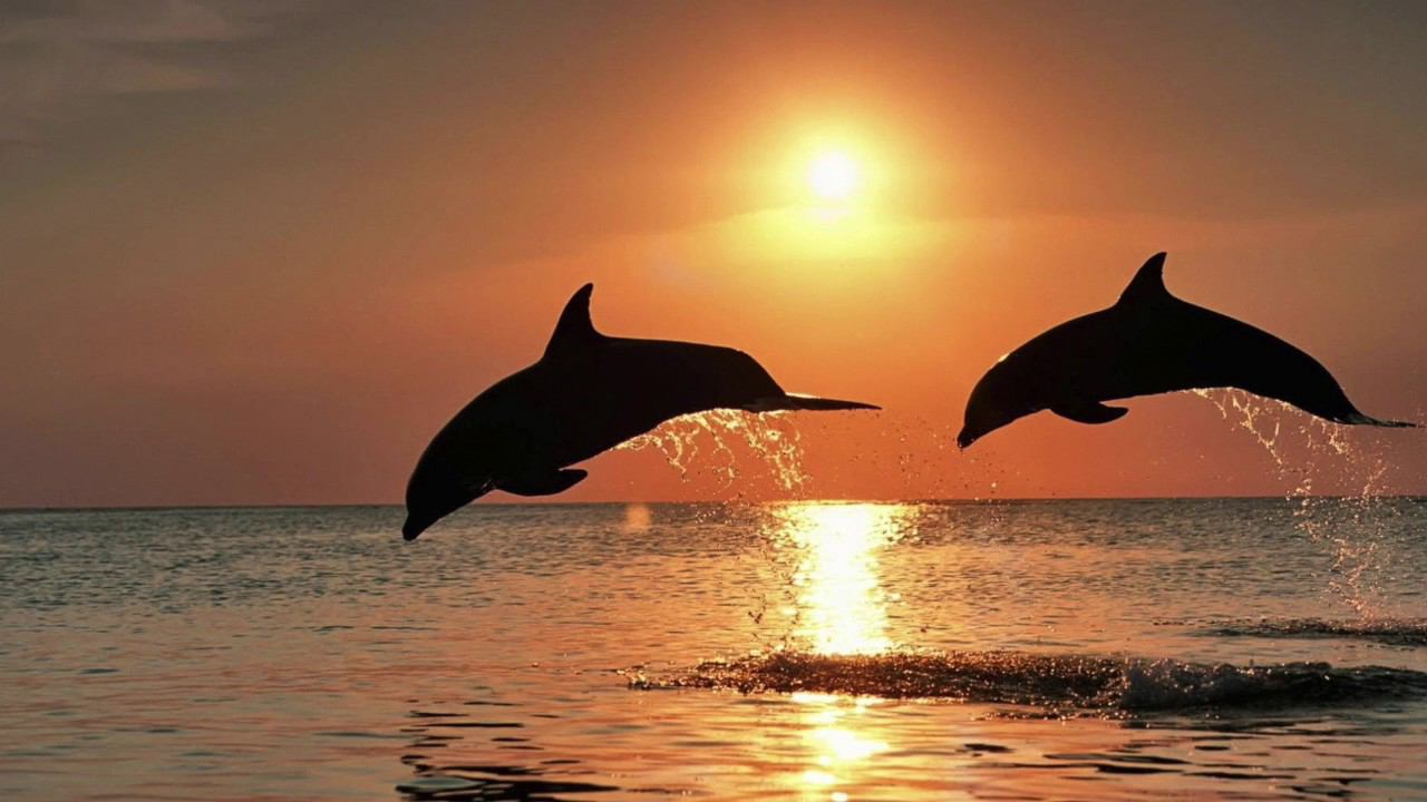 ЗВУКИ МОРЯ смотреть онлайн