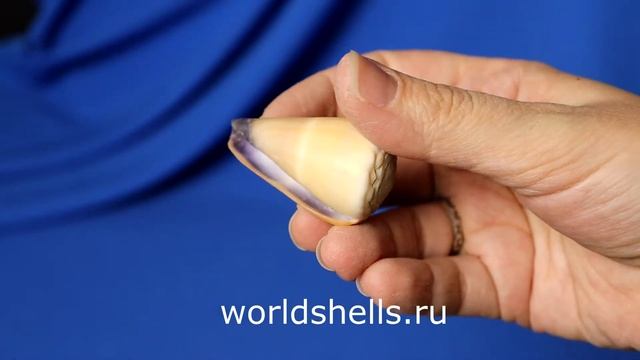 Ракушка Конус Флавидус (Conus flavidus) смотреть онлайн