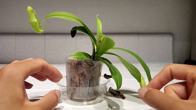 Plant Showcase: Nepenthes Ventrata And Nepenthes Sanguinea ?