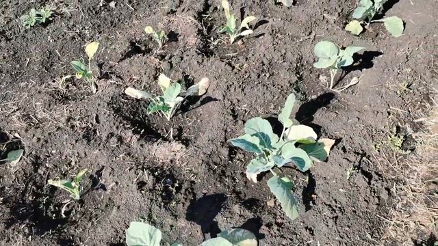 ПОСАДИЛИ ВСЕ! Обзор сада и огорода на 12 июня 2022. смотреть онлайн