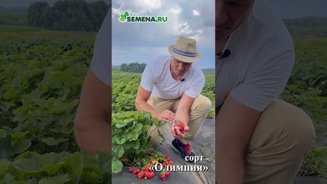 земляника Олимпия смотреть онлайн