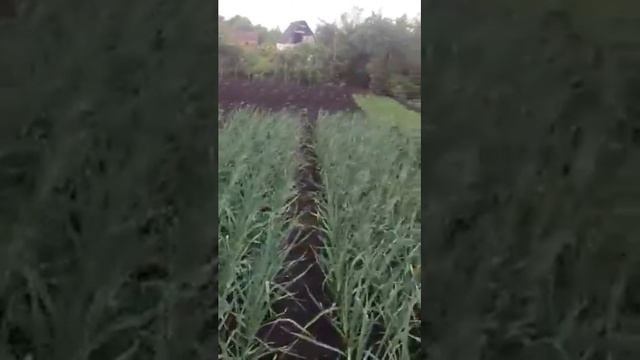 Всходы однозубки "Дюшес". 20 мая 2018 смотреть онлайн