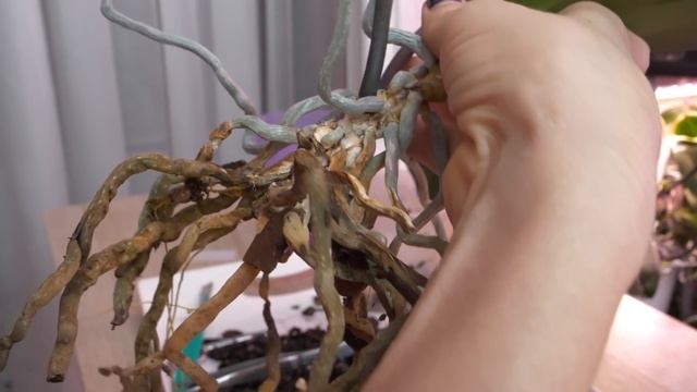 СЛОЖНЫЙ СЛУЧАЙ. Видишь одно, а в итоге в руках остается ПОЛ орхидеи. Save the Orchid смотреть онлайн