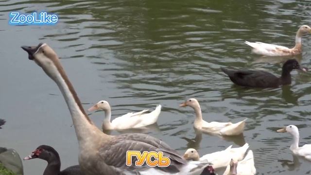 КАК ГОВОРИТ ГУСЬ / ЗВУКИ ГУСЯ #гусь #звуки_гуся #домашние_животные смотреть онлайн