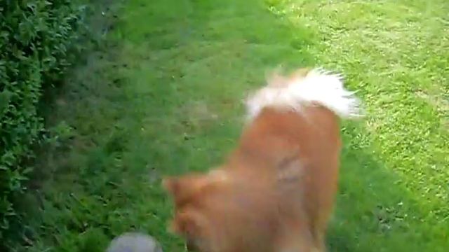 mittelspitz смотреть онлайн