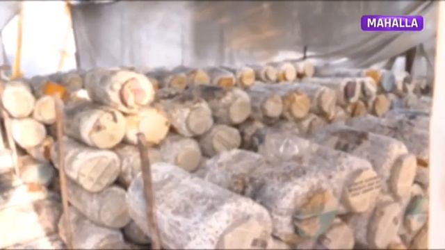 Tomorqa+ | Қўзиқорин етиштириш сирлари [14.12.2020] смотреть онлайн