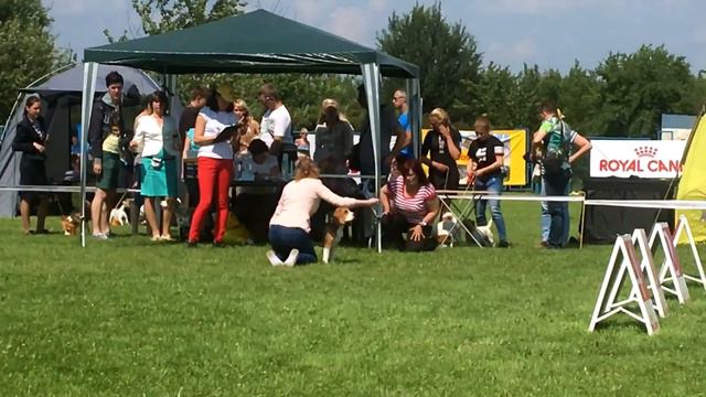 Beagle Eva. FCI-CACIB "Dnieper Summer - 2016" смотреть онлайн