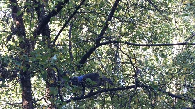 Стрижка гладиолусам, кошка каскадёр и огуречная яма смотреть онлайн